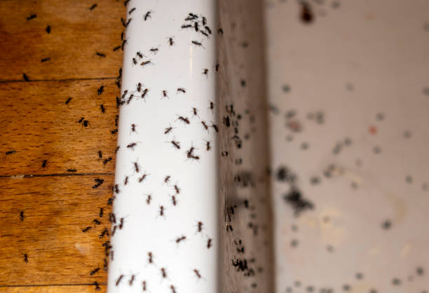 Professional Pest Control in Appleton, MN